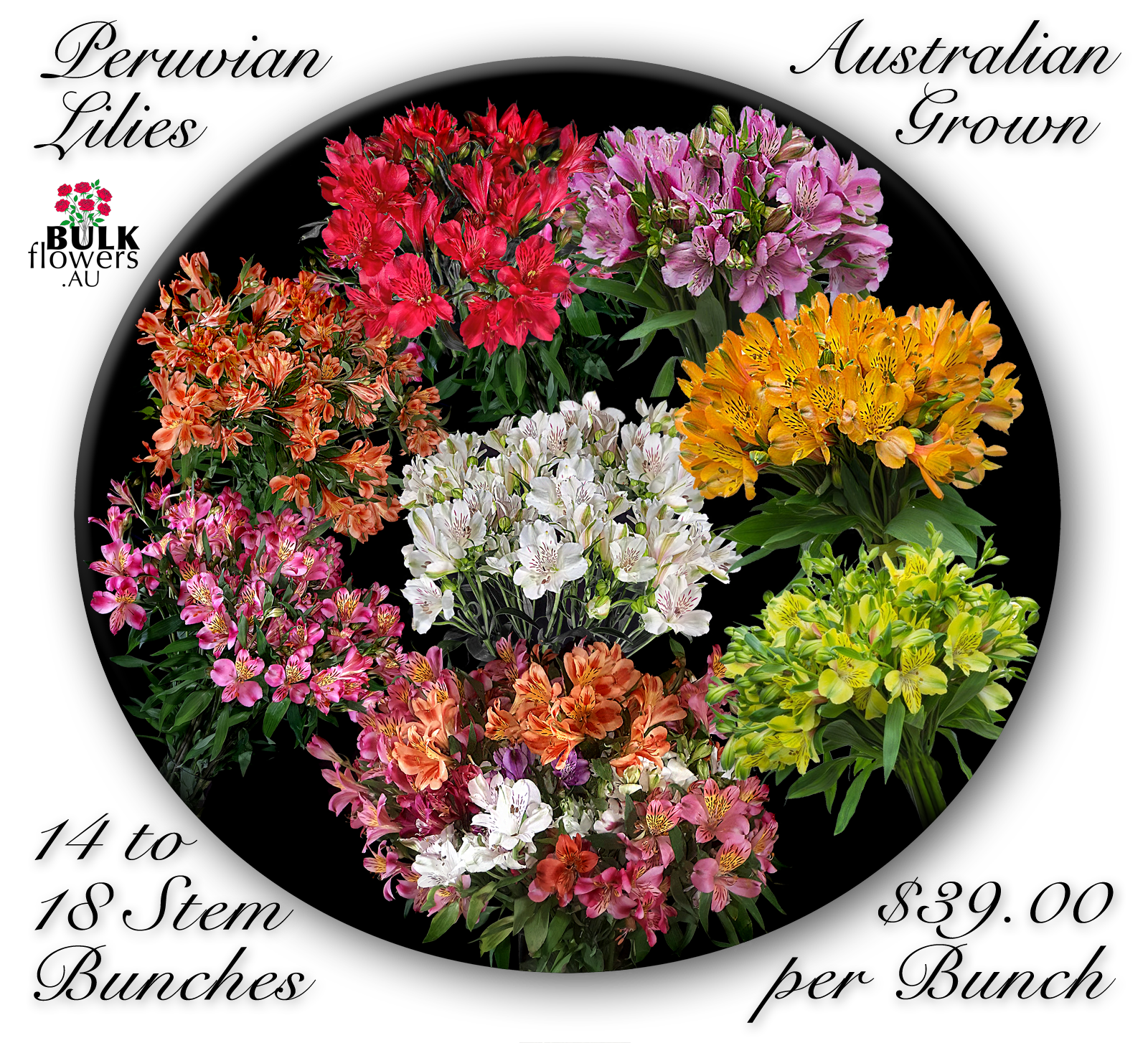 BULK FLOWERS PERUVIAN LILIES